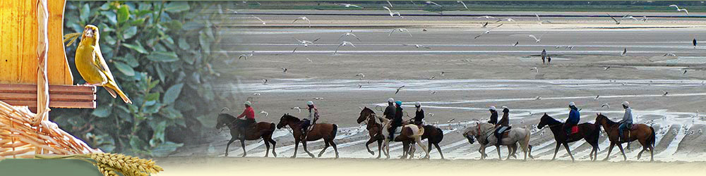 Plage Le Crotoy, balade equestre